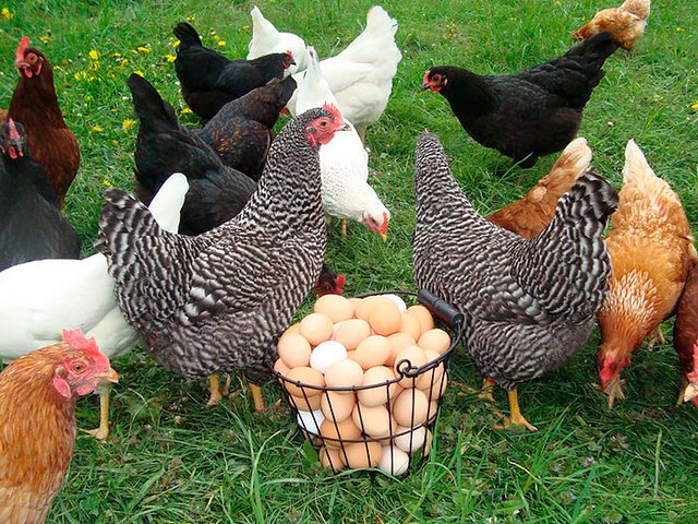 Содержание кур и уход за ними | ЗооТом - продажа, вязка и услуги для животных в Камбарке