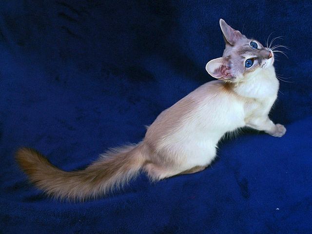 Выведенные породы кошек в Камбарке | ЗооТом портал о животных