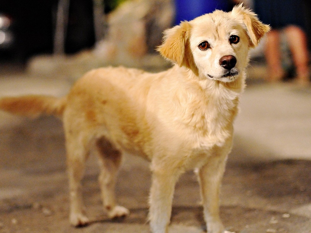 Породы собак в Камбарке | ЗооТом портал о животных