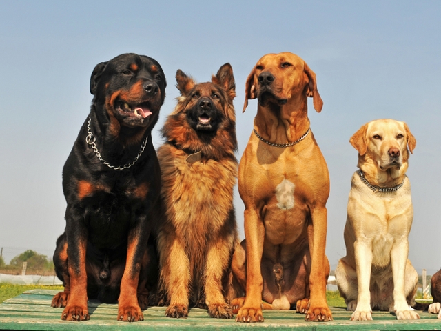 Крупные породы собак в Камбарке | ЗооТом портал о животных