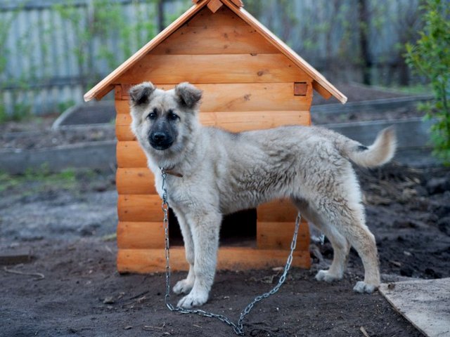 Все о собаках в Камбарке Все о собаках в Камбарке